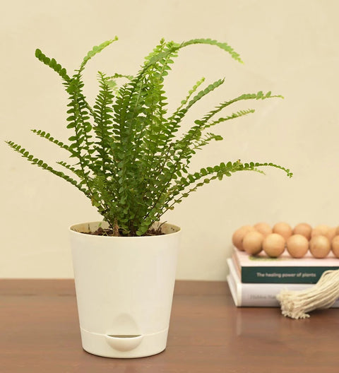Button Fern