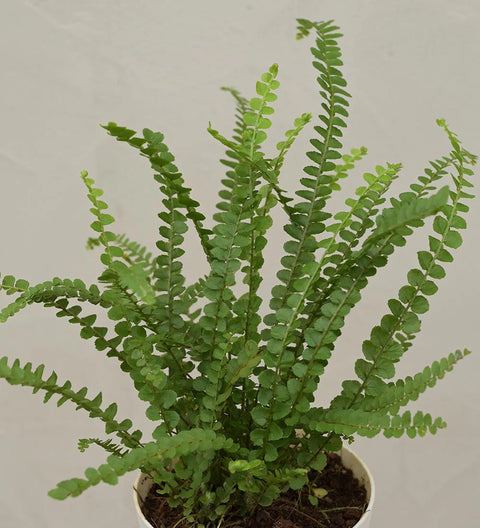 Button Fern