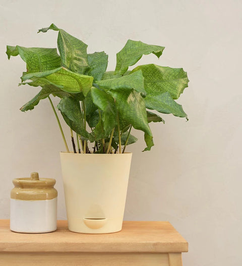 Calathea Musiaca