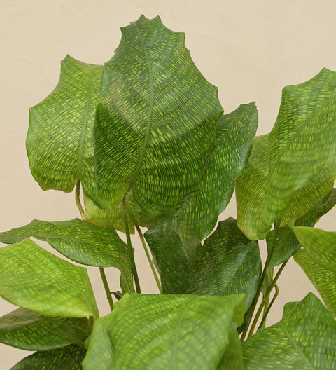 Calathea Musiaca