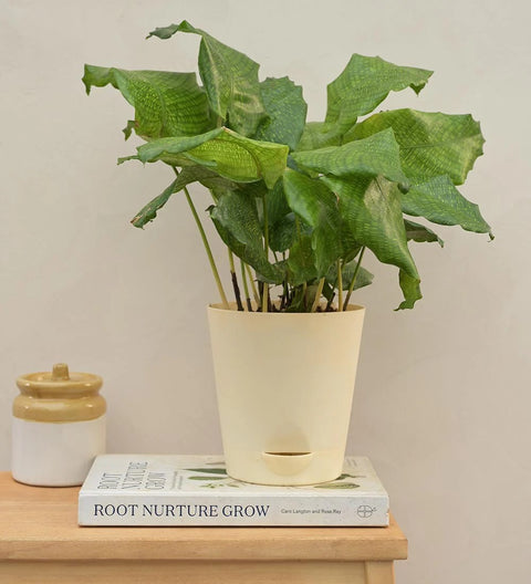 Calathea Musiaca
