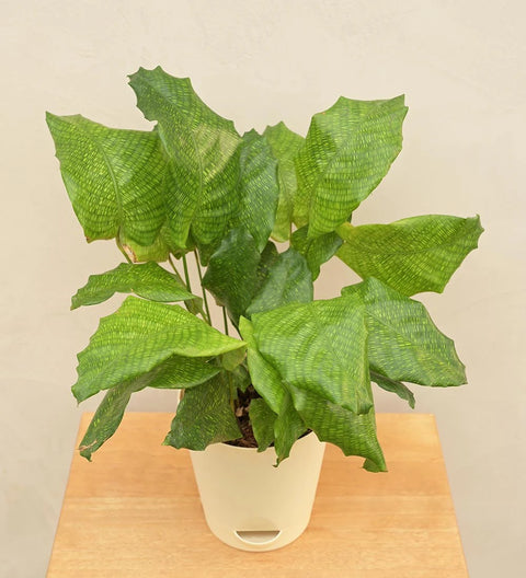 Calathea Musiaca