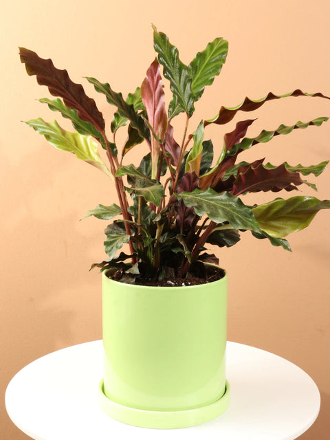 Calathea Rufibarba