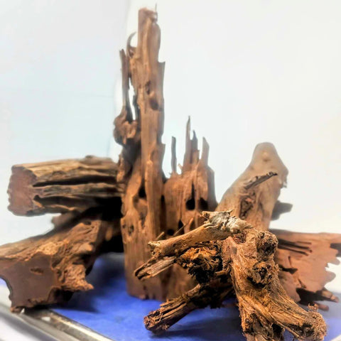 Malaysian Driftwood