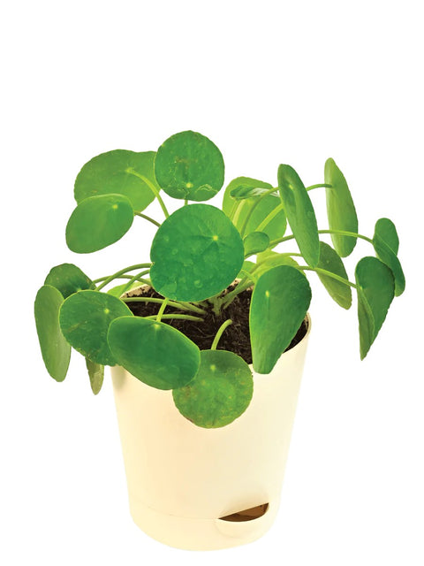 Pilea Peperomioides