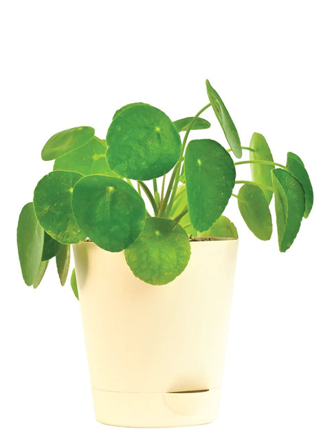 Pilea Peperomioides