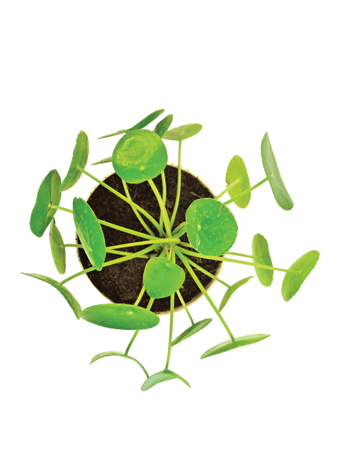 Pilea Peperomioides