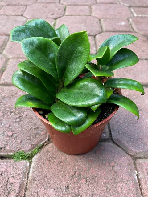 Dwarf ZZ Plant