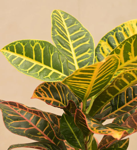 Croton Petra