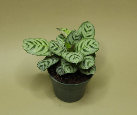 Calathea Burle Marxi