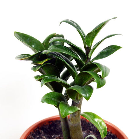 Dwarf ZZ Plant