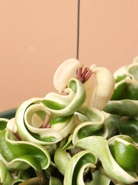 Hoya Carnosa Compacta - Hindu Rope