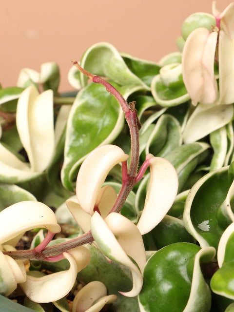 Hoya Carnosa Compacta - Hindu Rope