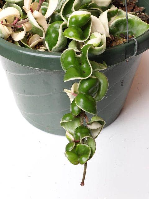 Hoya Carnosa Compacta - Hindu Rope