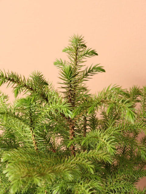 Norfolk Pine