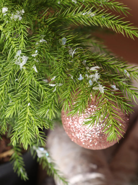Norfolk Pine