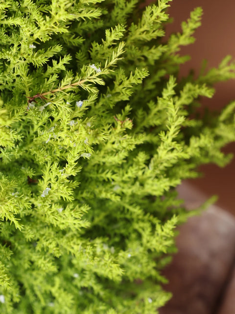 Lemon Cypress
