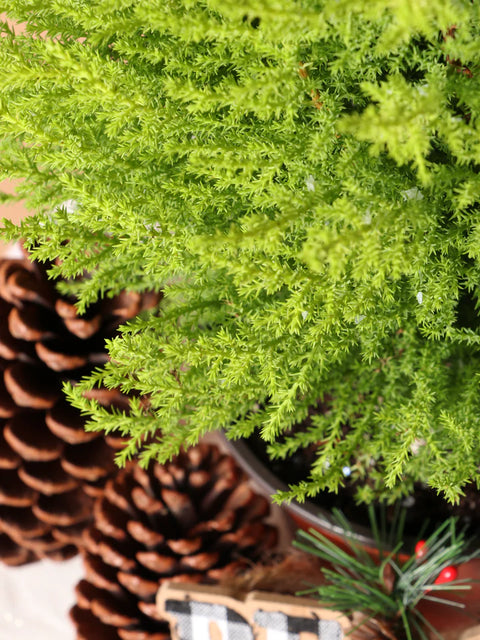 Lemon Cypress
