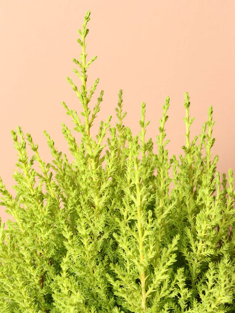 Lemon Cypress