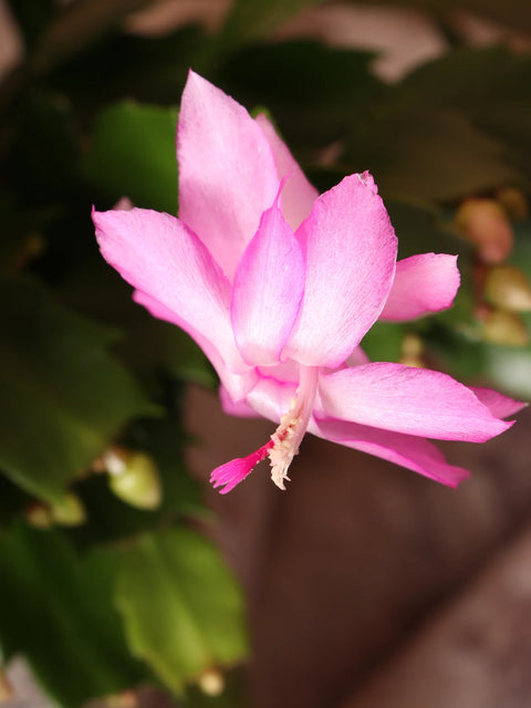 Christmas Cactus
