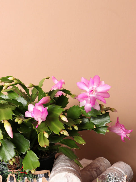 Christmas Cactus