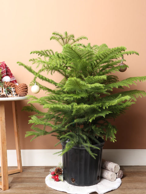 Norfolk Pine