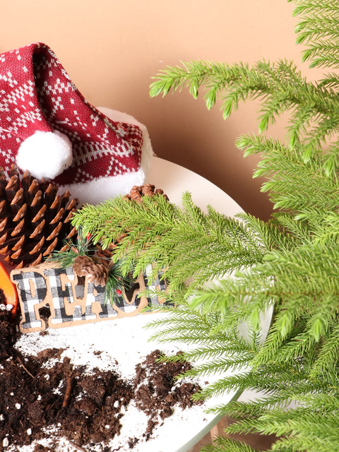 Norfolk Pine