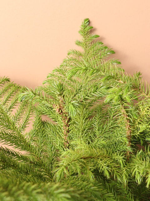 Norfolk Pine