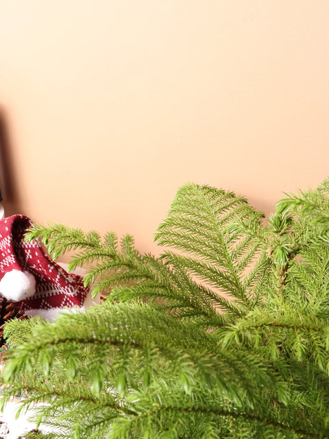 Norfolk Pine
