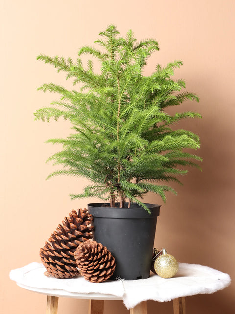Norfolk Pine