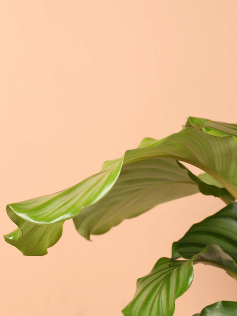 Calathea Orbifolia