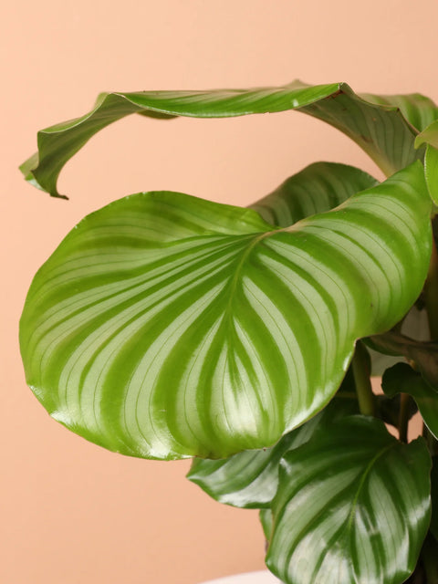 Calathea Orbifolia