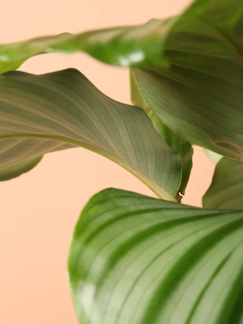 Calathea Orbifolia