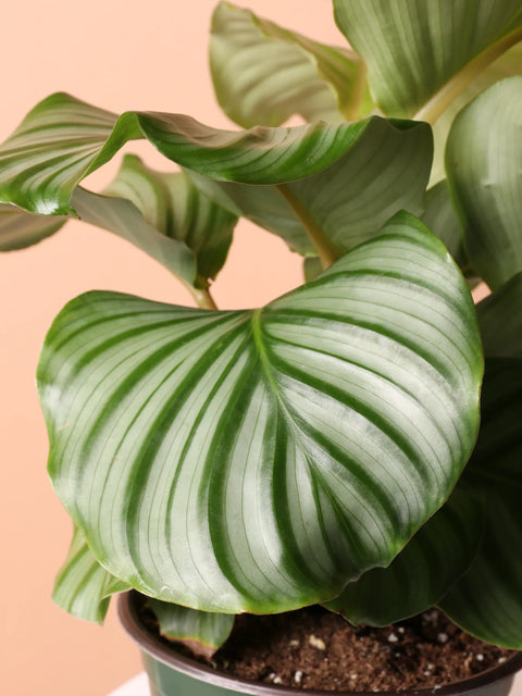 Calathea Orbifolia
