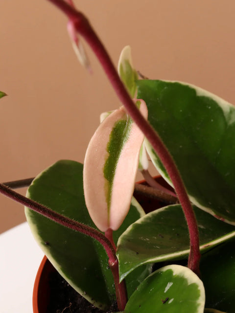 Hoya Carnosa Tricolour - Krimson Queen