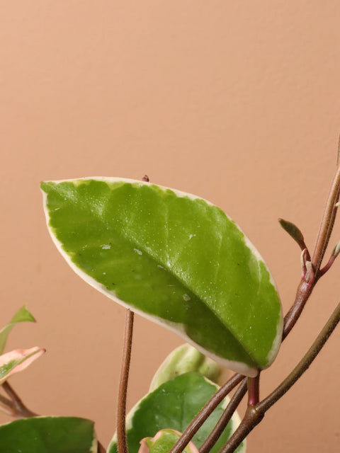 Hoya Carnosa Tricolour - Krimson Queen