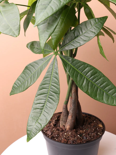 Money Tree