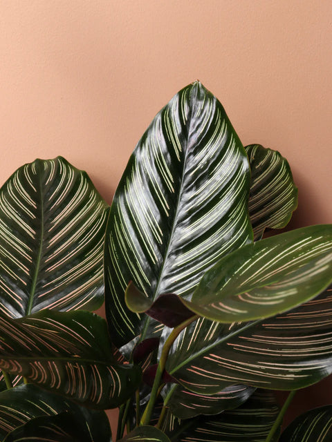 Calathea Pinstripe