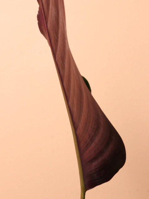 Calathea Pinstripe