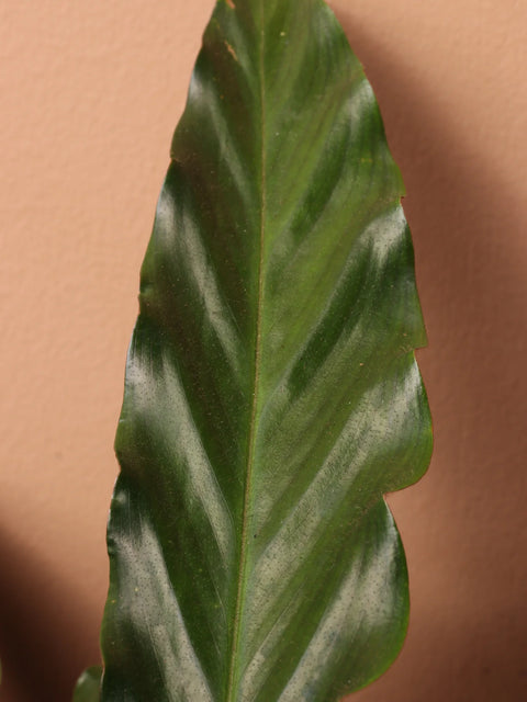 Calathea Rufibarba