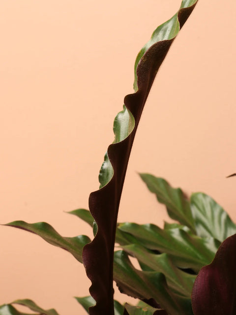 Calathea Rufibarba