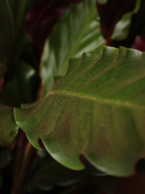 Calathea Rufibarba