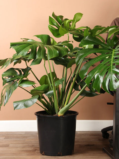 Monstera Deliciosa XL