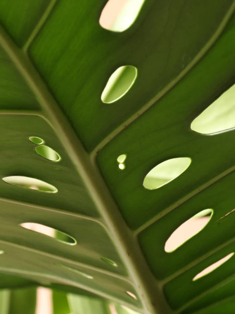 Monstera Deliciosa XL