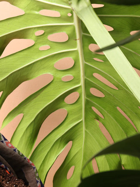 Monstera Deliciosa XL