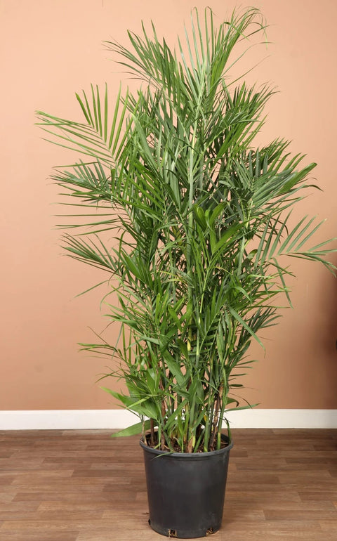 Bamboo Palm XL