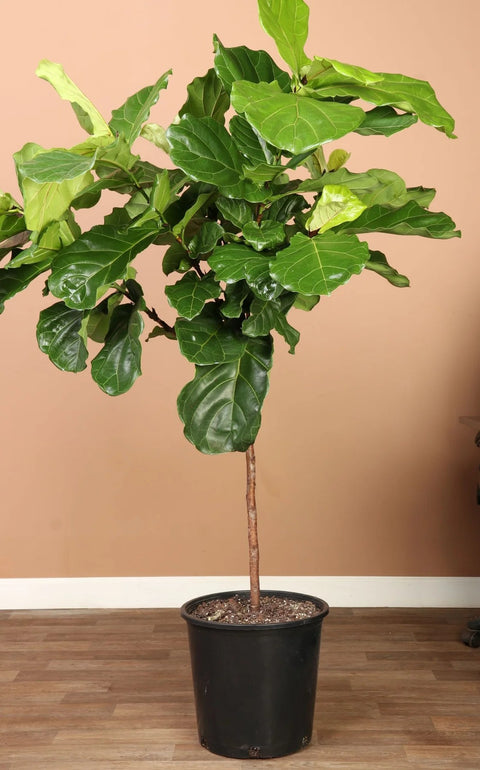 Fiddle Leaf Fig XL