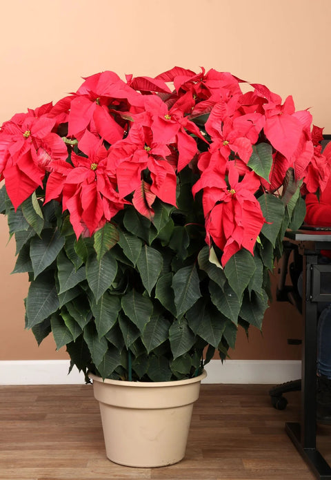 Poinsettia Red XL