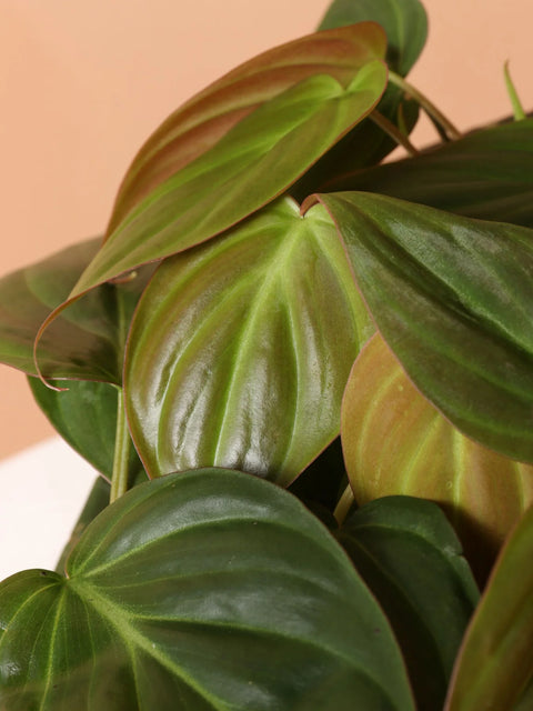 Philodendron Micans