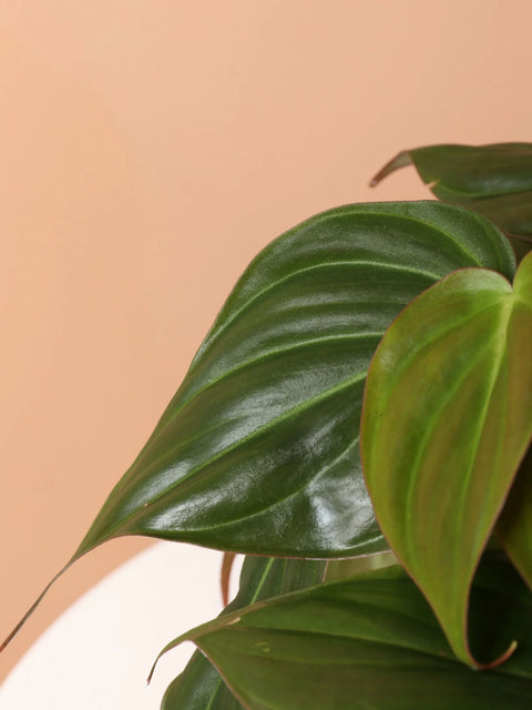 Philodendron Micans